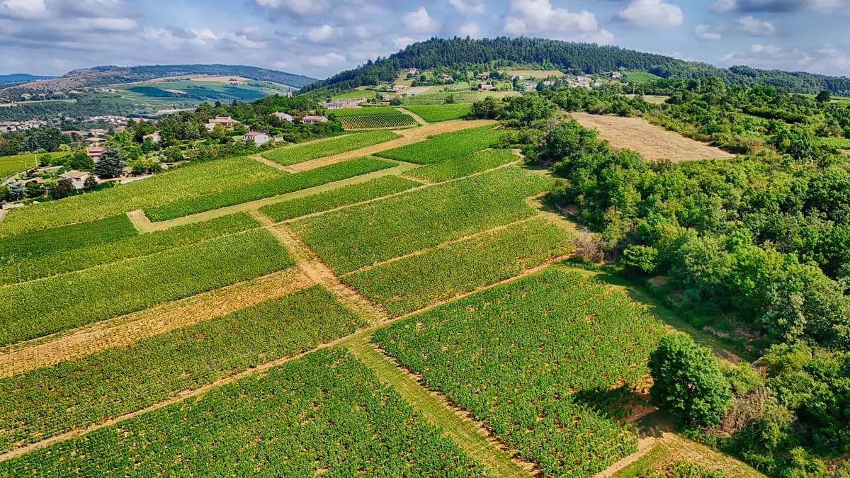 Wine Tasting Vineyard Tour